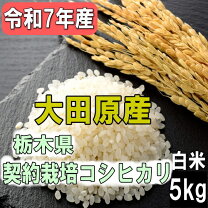 楽天市場】栃木県大田原産 コシヒカリ 5kgの通販