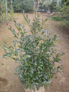 榊 盆栽 植木の通販 価格比較 価格 Com
