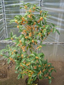 楽天市場 植木 種類 植物 キンモクセイ ガーデニング 農業 花 ガーデン Diy の通販