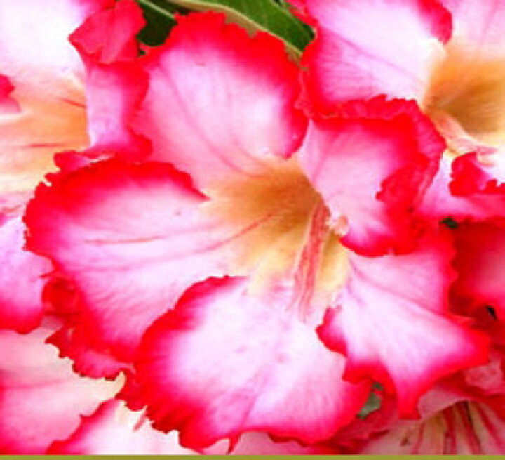 楽天市場 アデニウム ジェイキング 打出農園