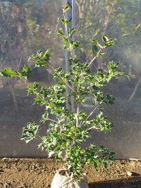 楽天市場 ヒイラギ 魔除けの通販