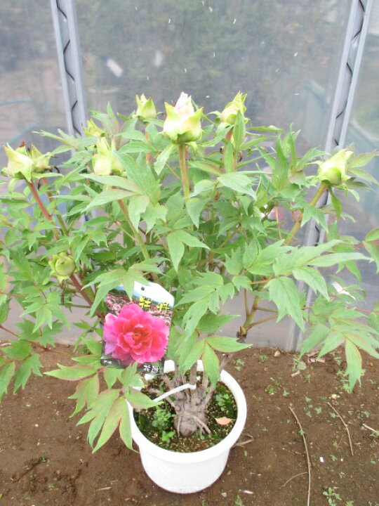 楽天市場 牡丹 花遊 打出農園