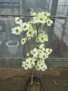 ハナミズキ 白 盆栽 植木の人気商品 通販 価格比較 価格 Com