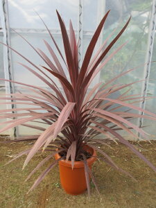 コルジリネ レッドスター(赤ドラセナ)大株