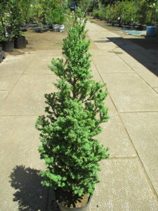 パープルフェザー(レッドスター)ミニ株