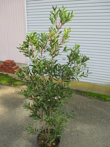 キンポウジュ(特大株)金宝樹 ブラシの木