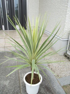 RWl@g[xC_Y[@劔ihZij