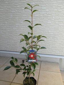 �m���ց@�{�N�n���c�o�L