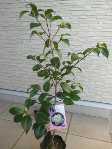 ���m���ց@���{�N�n���c�o�L