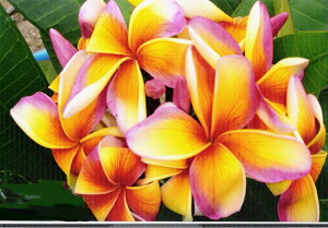 �v�������A�@���C���C���{�[