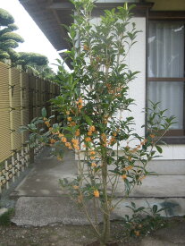 キンモクセイ（特大株）金木犀