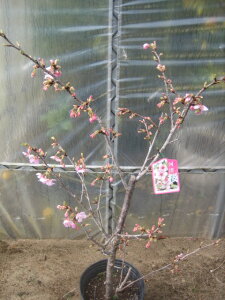 植木 盆栽 河津桜の人気商品 通販 価格比較 価格 Com