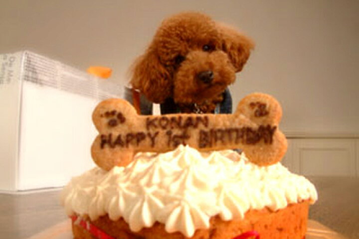 ワンコ 犬用 ごちそう ごはん とクラシックショコラ のセット ケーキ プレゼント メッセージ 一緒に食べられます 人間用 手作り 無添加 米粉 誕生日 送料無料 付与 ケーキ