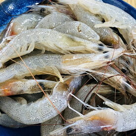 【送料無料】有明海産　芝えび　2kg（1kg×2）　冷凍発送　※加熱してお召し上がりください【smtb-ms】