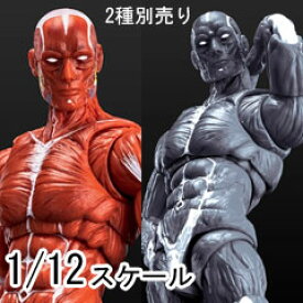 【玩朝】HUMAN BODY Super Movable Muscle Man 超可動 肌肉人 筋肉人体 フィギュアボディ デッサン人形 1/12スケールアクションフィギュア ボディ素体