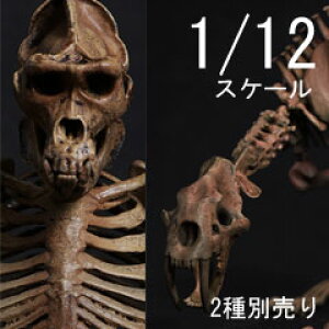 �y101TOYS�zES003A/ES004A 1/12 GORILLA/TOOTHED TIGER Skeleton FRAME BODY -Original color version �S����/�^�C�K�[ �X�P���g�� �{�f�B �[�� ���i�͌^ �I���W�i���J���[ 1/12�X�P�[���t�B�M���A