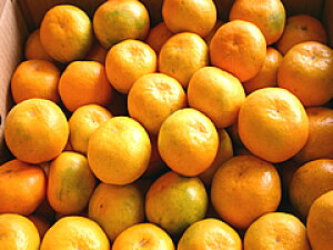 熊本天水みかんふるさと果樹園のみかん15kg箱入り【お徳用】北海道,東北,沖縄,離島は別途1000円加算されます。