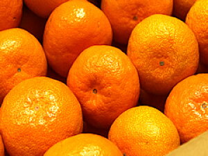 F{݂iɑE݂jSEMELTCY10kg