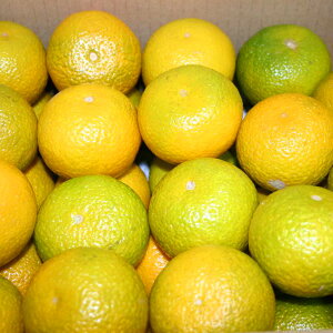 �y�킯�������i�z �F�{�Y�X�C�[�g�X�v�����O�󂠂�7.5kg������y����̔��z�\�񏳂蒆���k�A�k�C���͕ʓr500�~���Z����܂��B