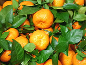 t݂ypztt݂(F{Y)@5kg\i͂1224OォɂȂ܂B