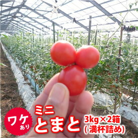 【送料無料】 【訳あり】 ミニトマト/6kg 熊本産 ミネラルトマト フルーツ お取り寄せ 旬 夏野菜 野菜 ミニトマト[甘い/あまい/おいしい][ダイエット/美容/リコピン/カロチン/ビタミンE]