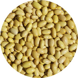 Ji[r[Y JiIr[Y JiA JiI Ji[ canario bean 񂰂 CQ CQ} tFCWI tFCW tFW vbg feij?o phaseolus vulgari