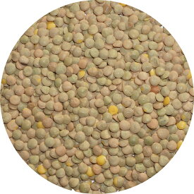 ブラウン レンテル 茶 lentil レンズマメ 扁豆 ヒラマメ レンズ豆 皮つき マッスルホール マスールダール マッスルダール sabut masoor masoor dal