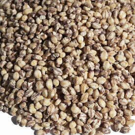 国産 もちむぎ 1kg もち麦 モチムギ モチ麦 雑穀米 雑穀 ダイシモチ