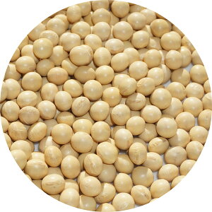 2024N kCY 哤 2.6 7.8mm A É soybean _CY  kC Ƃ܂