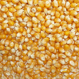 ポップコーン 1kg トウモロコシ 種 popcorn ポップ コーン