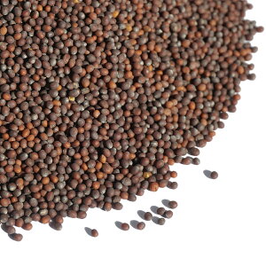 C uE}X^[hV[h ` uE V[h }X^[hV[h C mustard F JVi 炵 hq Hq