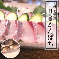 【7/13(月)9:59まで！店内最大半額！9日間限定☆お中元・夏ギフトフェア】かんぱち 1尾 カンパチ 刺身 冷…