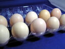 烏骨鶏の卵 (うこっけいのたまご|ウコッケイのタマゴ) 40個 【楽ギフ_のし】