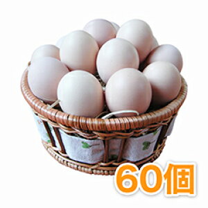 人気No1「烏骨鶏の卵」60個　産卵数が少ない本来の烏骨鶏たまご（うこっけい/ウコッケイ/タマゴ）烏骨鶏は品種改良していません　食用（孵化用ではありません）