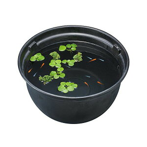 WFbNX _JC _Ĵ߂̎甫 370 {̃TCY 37×s37×20cm e 12L ʖڈ 1`3kg GEX Ϗ܋pi Ϗ܋p ybgpi Ɩ  ߂ Ϗ܋ 