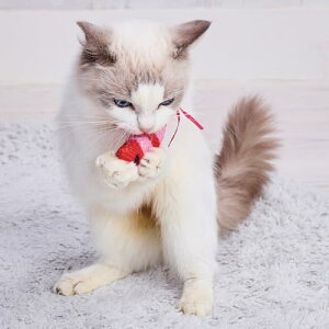 �y3�Z�b�g�z �y�e�B�I �L�p�������� �`���[�`���[NOISY�p�j�b�N �G�r