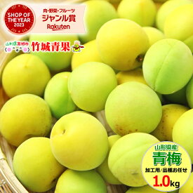 【6月下旬から順次出荷予定】山形県産 加工用 青梅 1kg【山形産 青梅 黄梅 生梅 梅 うめ ウメ 梅酒 梅干し 梅ジュース 梅シロップ 梅ジャム 白加賀梅 節田梅 豊後梅 南高梅 産地直送 送料無料 山形県 お取り寄せ 人気 旬 わけあり 訳あり 加工用 手作り】