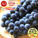 【8月下旬から順次出荷予定】山形県産 ご家庭用 ぶどう キャンベル 2kg(3〜10房)【山形産 ぶどう 葡萄 ご自宅用 ご家庭用 お得 訳あり わけあり お試し 果物 フルーツ 人気 産地直送 送料無料 山形県 お取り寄せ 東北】