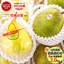 【12月上旬から順次出荷予定】冬ギフト 冬の果実2色詰め合わせ 2kg(秀品/5～9玉入り/ラ・フランス＆ル・レクチェ)※日時指定はメールで※【西洋梨 ラフランス ル レクチエ ギフト 贈り物 贈答 お祝 お礼 内祝い 出産祝い 名入れ プレゼント 御年賀 冬ギフト】