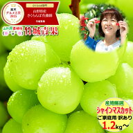 【9月上旬から順次出荷予定】産地厳選 ご家庭用 ぶどう シャインマスカット 1.2kg〜 ※日時指定はメール…