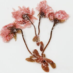 ̉ԁiЂ)i10kgj   10Kg (1kg×10j sN  ̉  Ђ Â Ɩp e ܂Ƃߔ  ޗ aَq _HiH