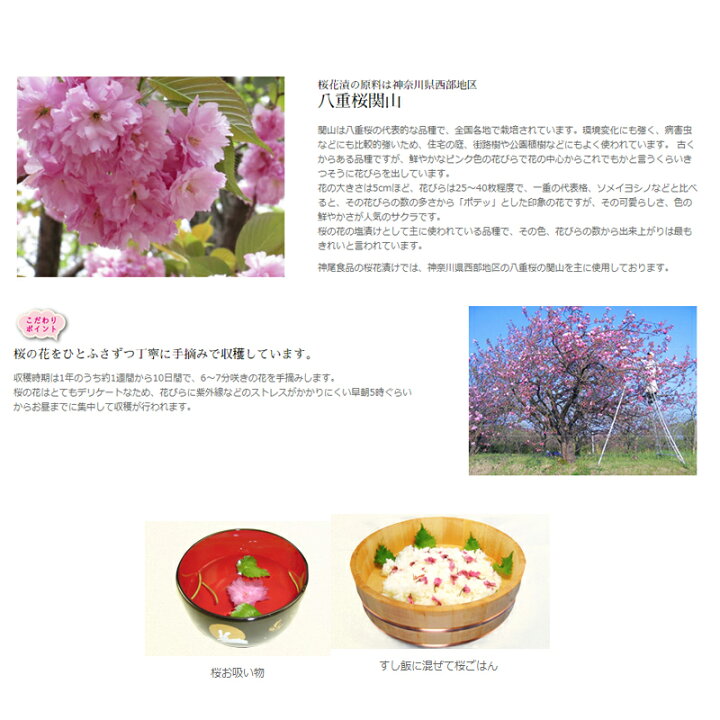 楽天市場 さくらの花 塩漬け 10ｋｇ 桜花 塩漬 10kg 1kg 10 ピンク 桜 桜の花 さくら 塩漬け 塩づけ 業務用 大容量 まとめ買い 製菓 材料 和菓子 神尾食品工業 ウルトラミックス