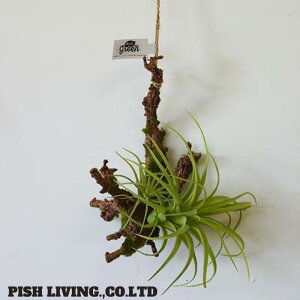 yPOSH LIVING zy|bVrOzynMOGA[vcSzyϗtAzytFCNO[zyG݁zyCeAz