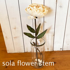 sola flower \t[@\Xe@t[AWg@CeA@XeL@I[vsIj[ v[g@Mtg