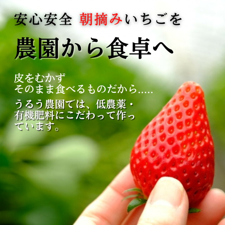 99%以上節約 うるう農園のあまおうスタンダード 4パック 1140g fucoa.cl 99%以上節約 うるう農園のあまおうスタンダード 4パック 1140g fucoa.cl