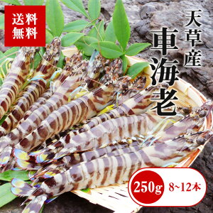 ЃtWIJ [Ⓚ][5]VY  Ⓚ ԊCV 250g 