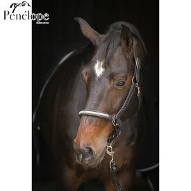 ペネロペ　レザー無口　ハーモニー　｜　乗馬用品　馬具　革無口　ホルター　もくし　ムクチ　キラキラ