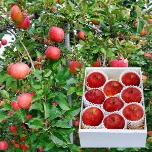 \tF11{蔭\|v~Aӂ񂲖3kg(7`12)