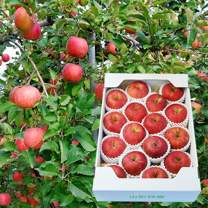 \tF11{蔭\|v~Aӂ񂲖5kg(12`20)