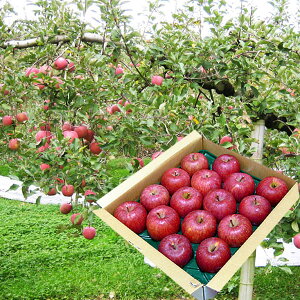 \tF12{蔭\|x_̒Tӂ񂲖5kg(16`18)